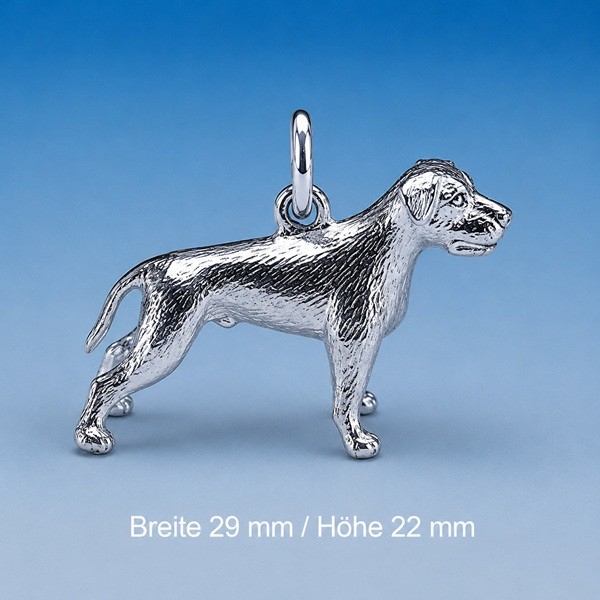 American Staffordshire-Terrier in Silber